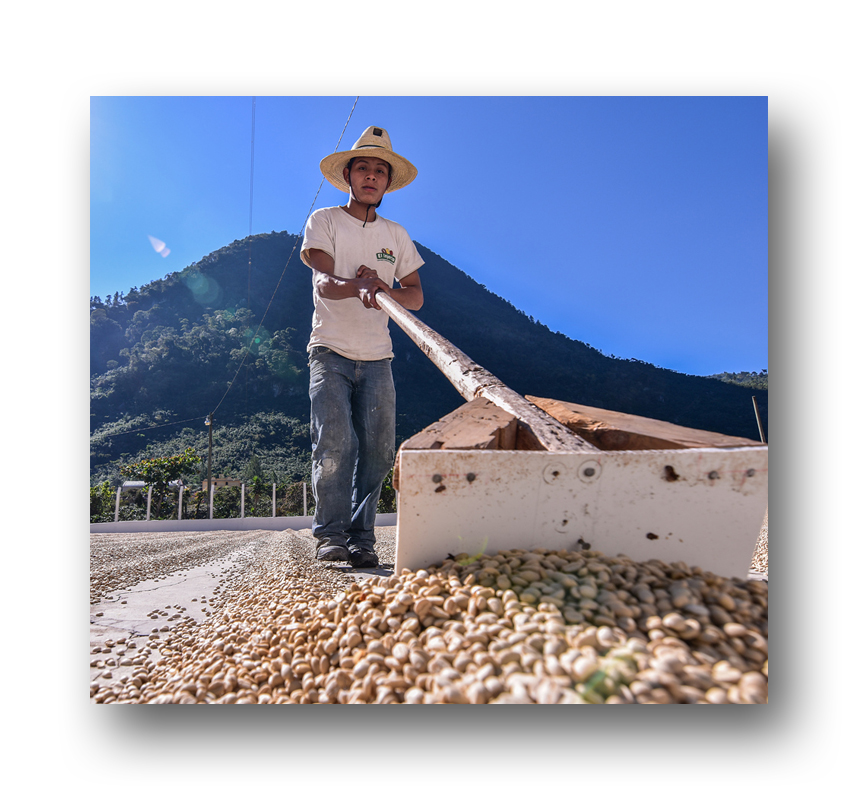 Man working with coffee