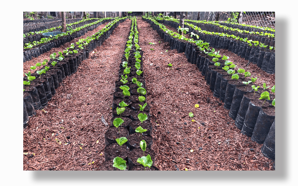 Plantaciones de café