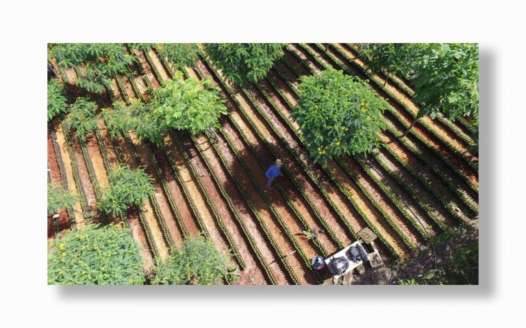 Plantaciones de café